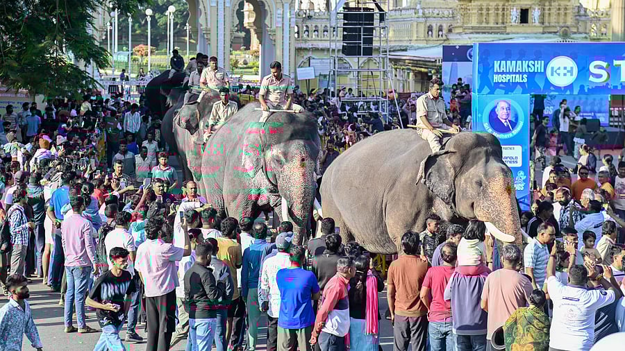 <div class="paragraphs"><p>People in large numbers, watch the Dasara elephants, as they head for training from the North Gate of Mysuru Palace.</p></div>