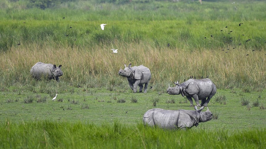 <div class="paragraphs"><p>Rhinos at Kaziranga National Park</p><p></p></div>