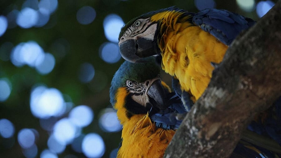 <div class="paragraphs"><p>Caninde macaws rescued by Brazilian Institute for the Environment and Renewable Natural Resources (IBAMA) from wildlife trafficking, wildfires, vehicle collisions, and human aggression, at the Chapada Imperial ecological reserve in Brasilia</p></div>