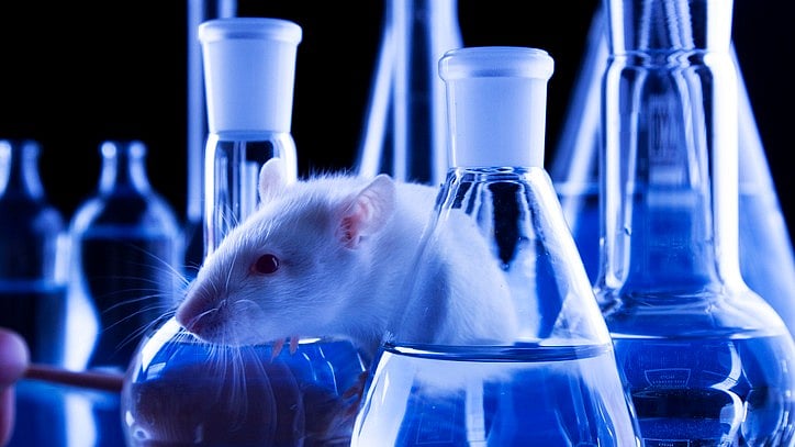 <div class="paragraphs"><p>Representative image for animal testing</p></div>