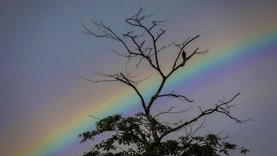 <div class="paragraphs"><p>A kite bird perches on a tree against the backdrop of a rainbow on a cloudy monsoon evening, in Hyderabad, Telangana</p></div>