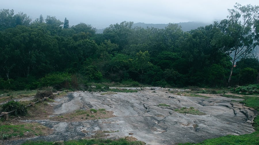 <div class="paragraphs"><p>Representative image showing forest land</p></div>