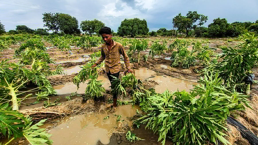 <div class="paragraphs"><p>More than 5,800 papaya trees were uprooted after a swollen stream ravages the farm at Birala (K) in Jewargi taluk of Kalaburagi district on Friday. </p></div>