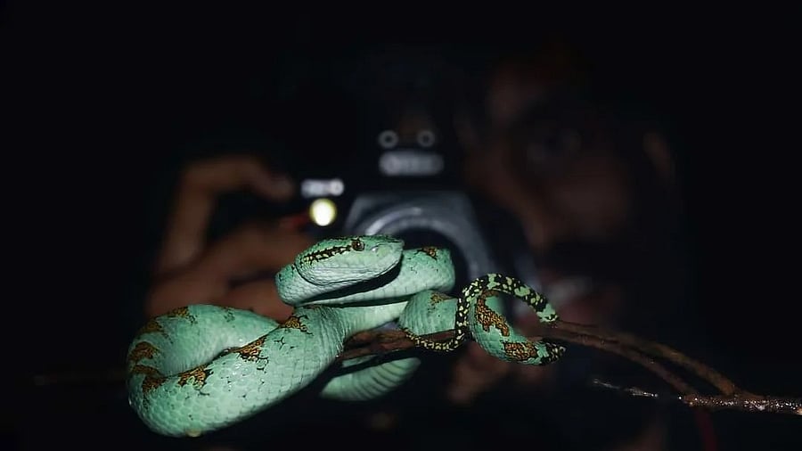 A man photographs the Malabar pit viper.