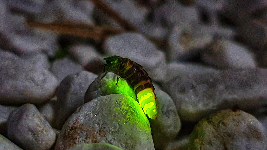 A shining firefly rests on stones.