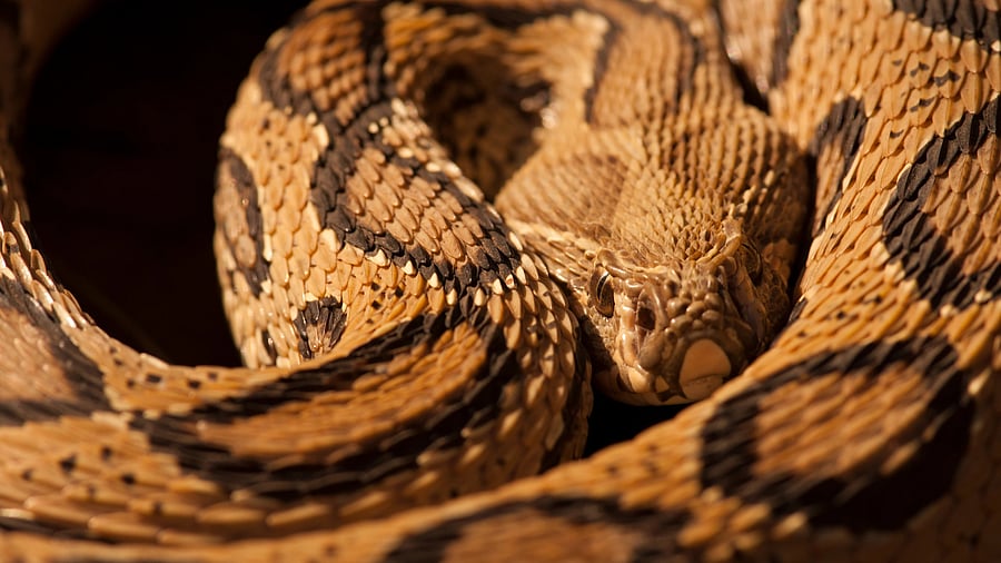 <div class="paragraphs"><p>A Russell's viper. </p></div>