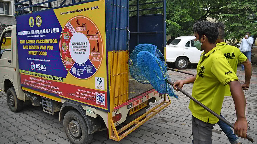 <div class="paragraphs"><p>BBMP Commissioner Gaurav Gupta along with officials flags off dedicated Anti Rabies Vaccination (ARV) vehicles and week long intensive Anti Rabies Vaccination ARV Campaign in street dogs on the occasion of World Zoonoses Day, at BBMP head office, Bengaluru </p></div>