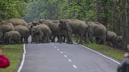 <div class="paragraphs"><p>A herd of elephants crosses a road. (Representative image)</p></div>