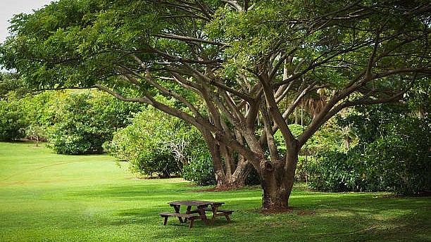 <div class="paragraphs"><p>Representative image of a tree.</p></div>