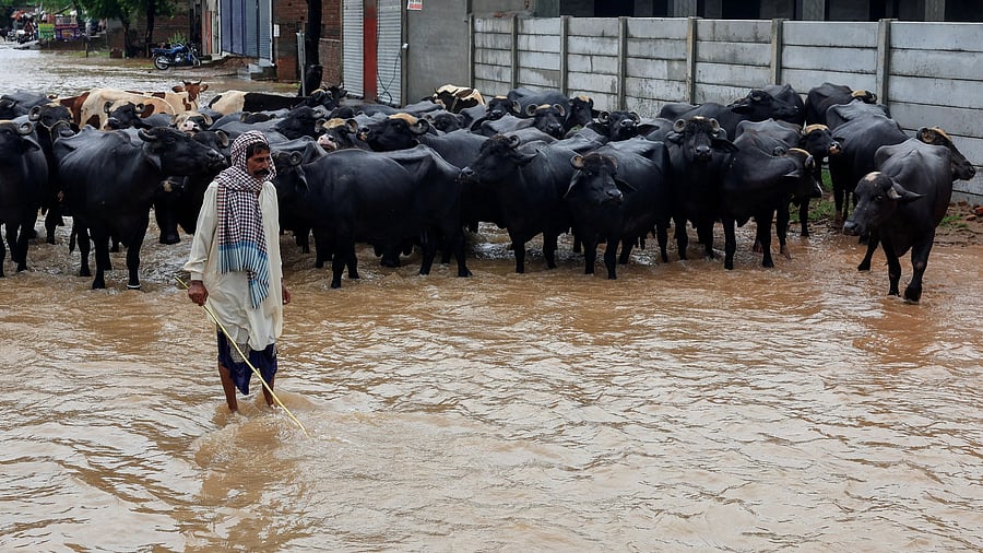 <div class="paragraphs"><p>A man takes care of his herd of buffaloes along a flooded road, following monsoon rains and rising water levels of the Chenab River, in Sialkot district, Punjab province, Pakistan, August 27, 2025. </p></div>