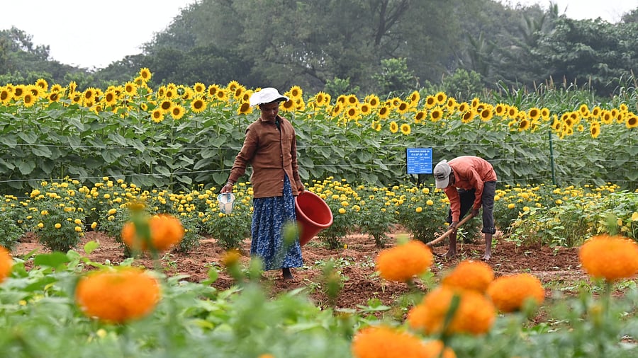 <div class="paragraphs"><p>The GKVK campus. </p></div>