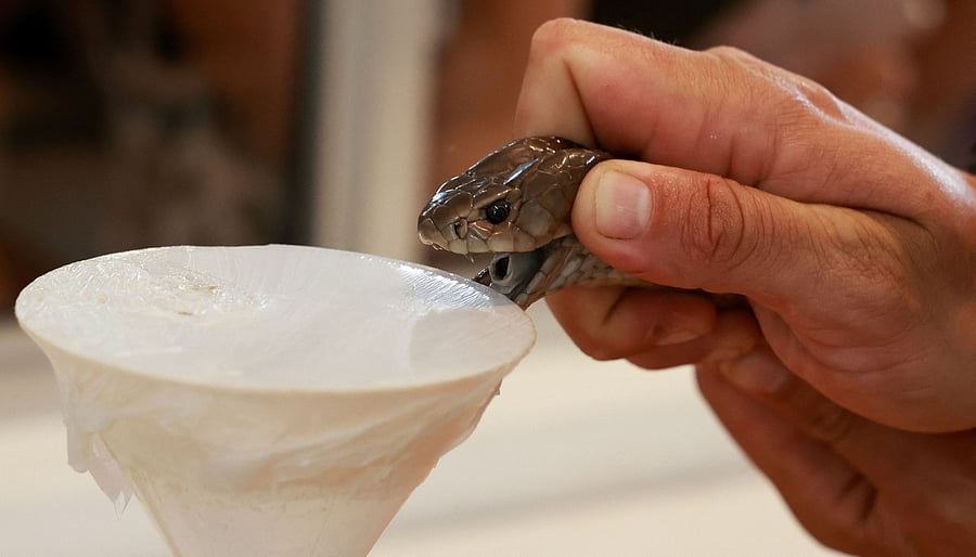 <div class="paragraphs"><p>Venom is extracted form an Ashe spitting cobra. (Representative image)</p></div>