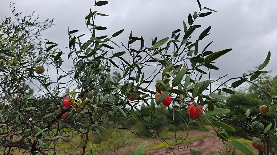 <div class="paragraphs"><p>Spreading caper, with red fruit, can be found in a dry forest in central Karnataka. </p></div>