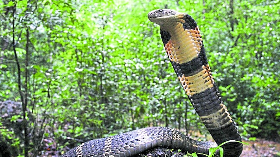 <div class="paragraphs"><p>A king cobra photographed in the Western Ghats&nbsp;in Karnataka.&nbsp;</p></div>