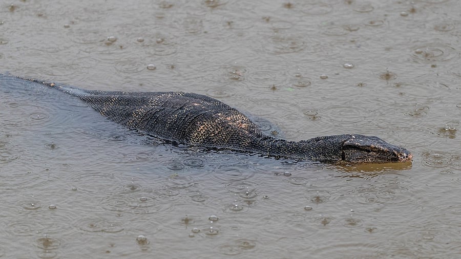 <div class="paragraphs"><p>A monitor lizard in floodwater. (Representative Image)</p></div>