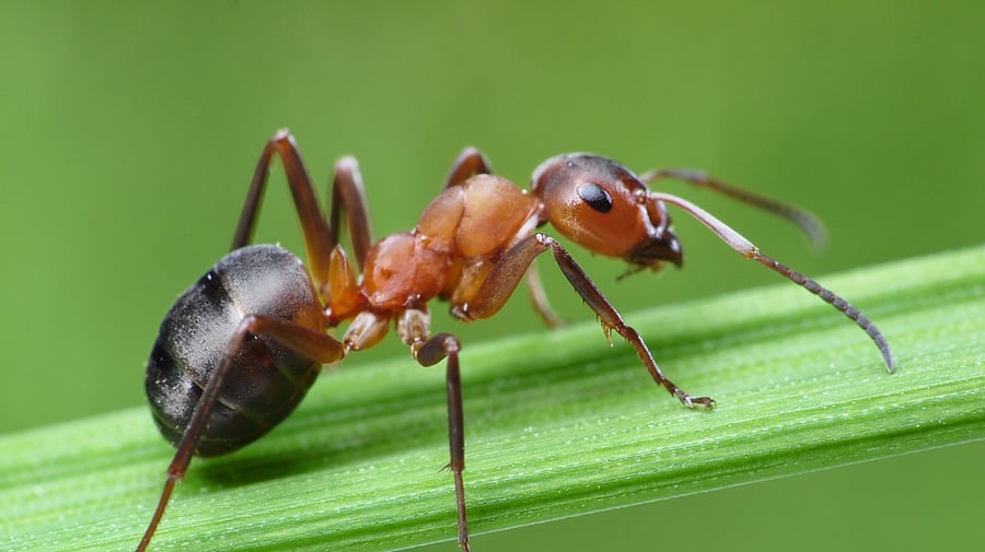 <div class="paragraphs"><p>One queen ant, two species: The discovery that reshapes what ‘family’ means in nature</p><p>Photo for representational purpose.</p></div>