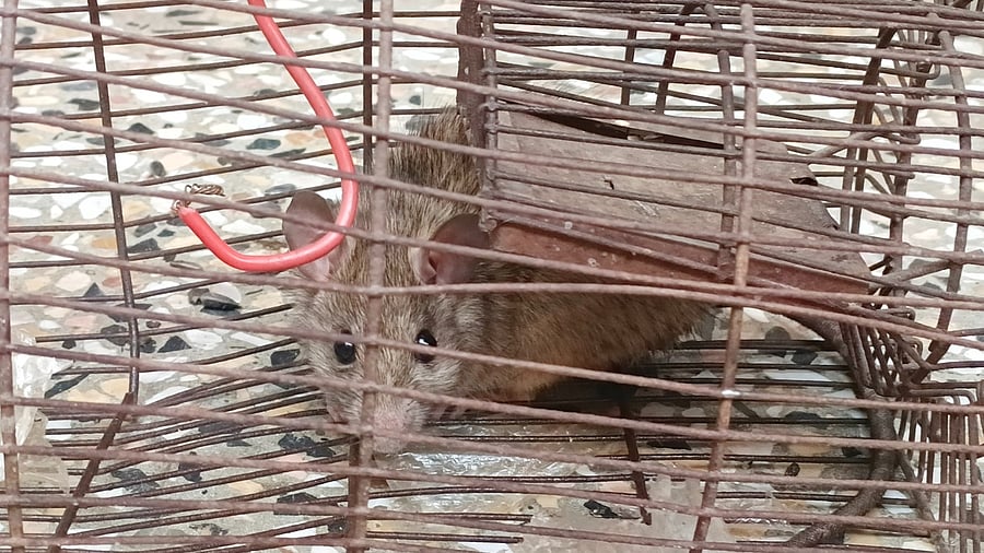<div class="paragraphs"><p>Representative Image of a rat.</p></div>