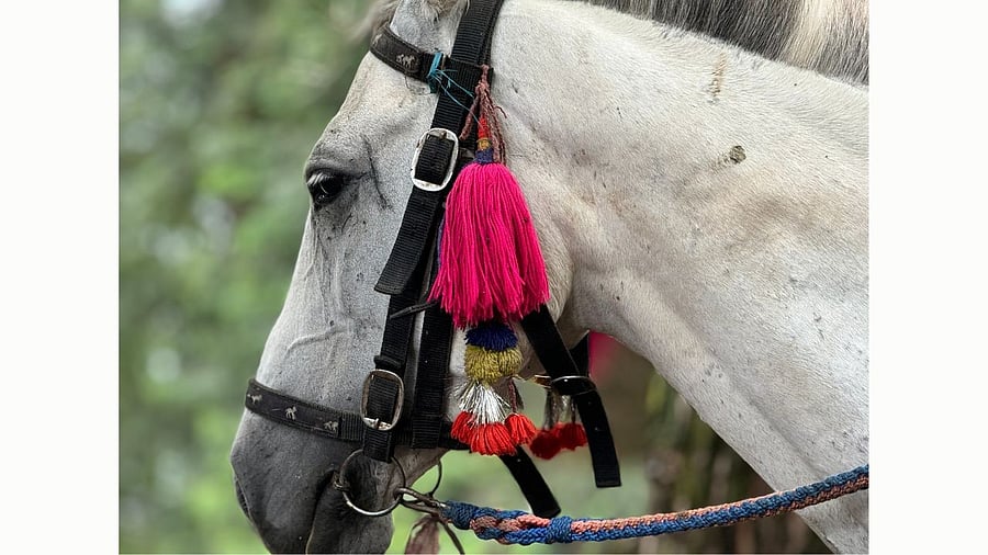 <div class="paragraphs"><p>Representative image showing a horse</p></div>