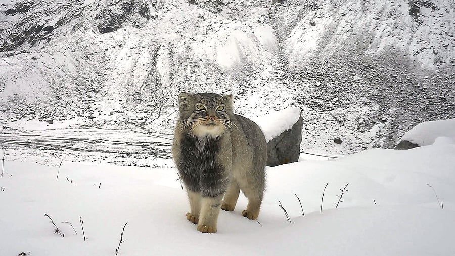 <div class="paragraphs"><p>Palla's Cat.</p></div>