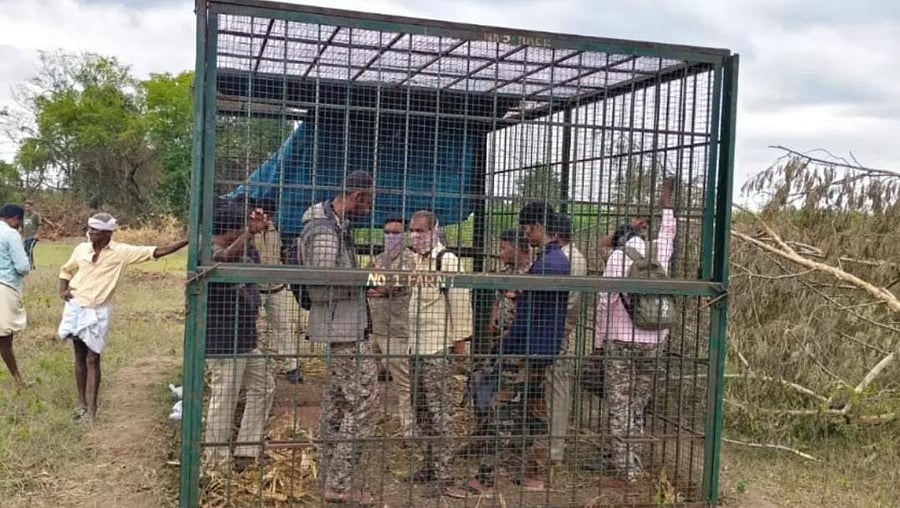 <div class="paragraphs"><p>Forest Department personnel were locked up in a cage set up to trap a tiger at Bommalapura village in Gundlupet taluk of Chamarajanagar district. </p></div>