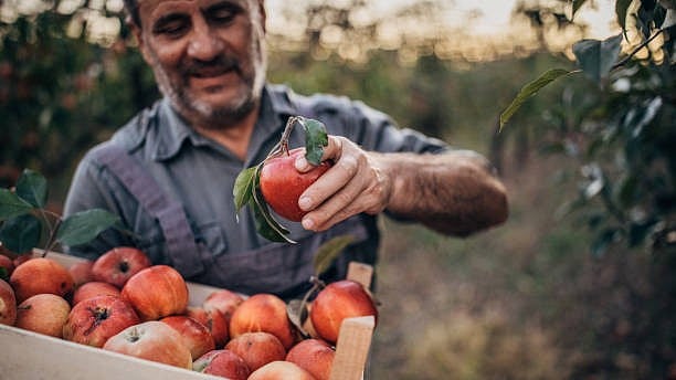 <div class="paragraphs"><p>Representative image for an apple farmer.</p></div>