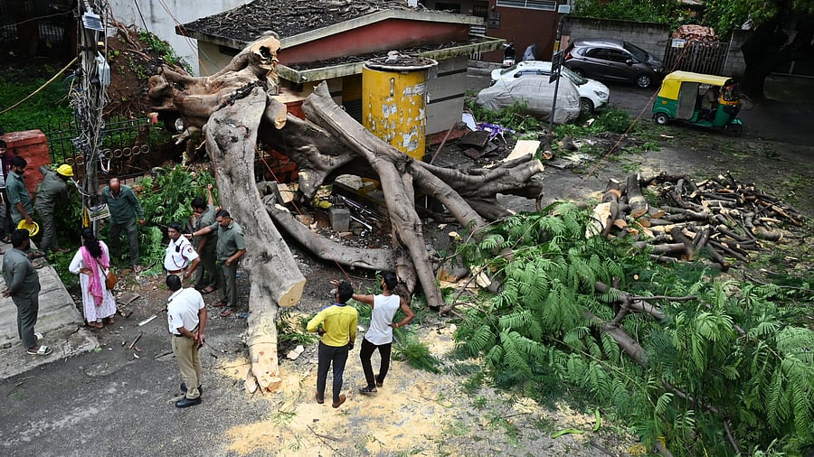 <div class="paragraphs"><p>Several vehicles and electricity poles were damaged as trees came crashing down following gusty winds and rain in Rajajinagar 4th Block on Wednesday night. </p></div>