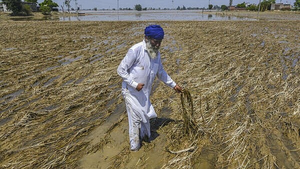 <div class="paragraphs"><p>A farmer shows damaged paddy crop at a field after floodwater receded in  Punjab.</p></div>
