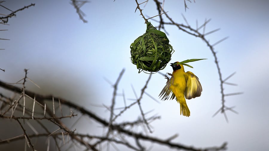 <div class="paragraphs"><p>Finn's Weaver.&nbsp;</p></div>