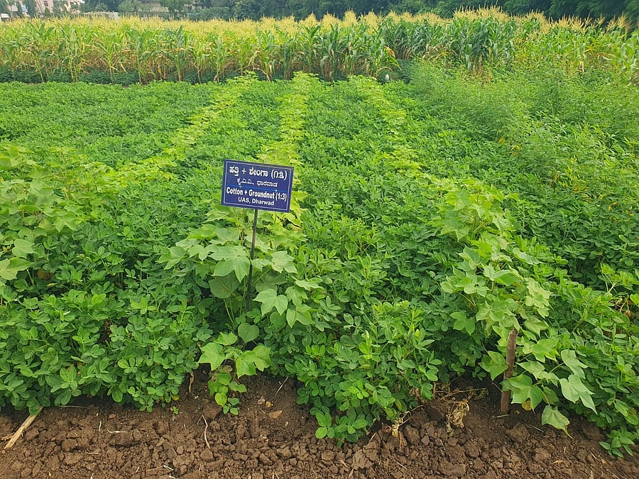 <div class="paragraphs"><p>New variety of groundnut along with cotton grown under mixed cropping in the fields of UAS in Dharwad.<strong> </strong></p></div>