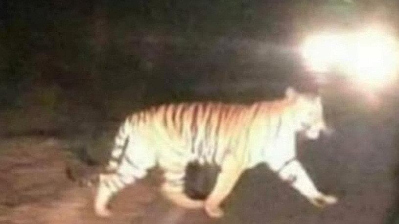 <div class="paragraphs"><p>A tiger crosses road near Kodahalli Mahadeshwara Temple in Gundlupet taluk of Chamarajanagar district. </p></div>