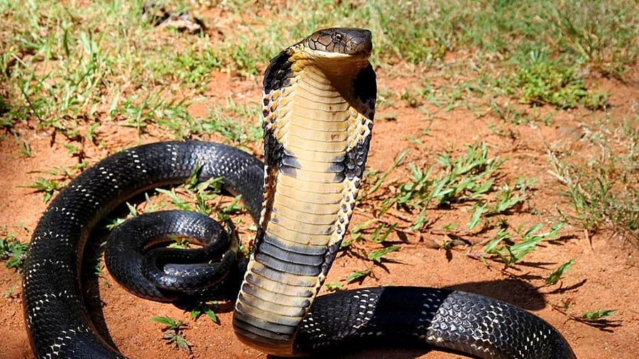 A file photo of the King Cobra. Forests and wildlife can’t become private properties of a few influential people, say experts.