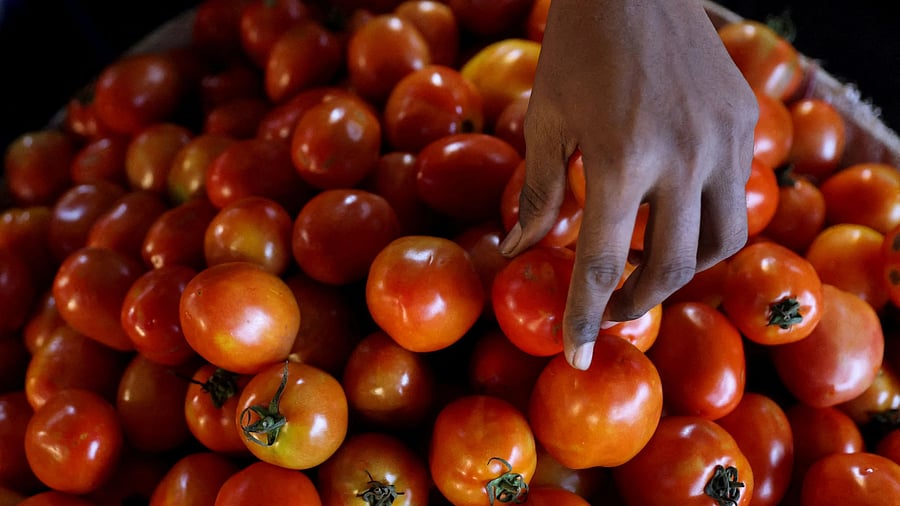 <div class="paragraphs"><p> A vegetable vendor sorts tomatoes at a wholesale market in Navi Mumbai.</p></div>