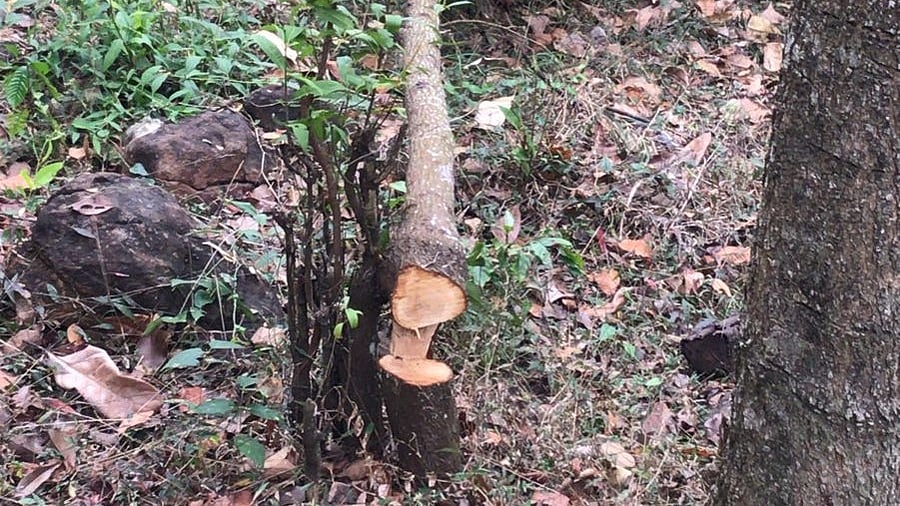 <div class="paragraphs"><p>The sandalwood trees felled.</p></div>