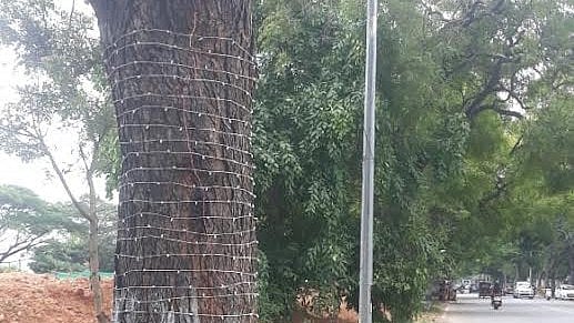 <div class="paragraphs"><p>Wire wrapped to trees on Lalitha Mahal road between Sangolli Rayanana circle (Chamundi Hill circle) and Lalitha Mahal gate for Dasara Illumination in Mysuru. </p></div>