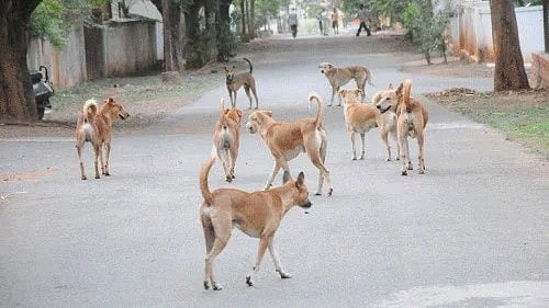 <div class="paragraphs"><p>Representative image showing stray dogs.</p></div>