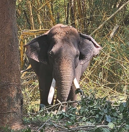 <div class="paragraphs"><p>A tamed elephant near Mathavara. </p></div>