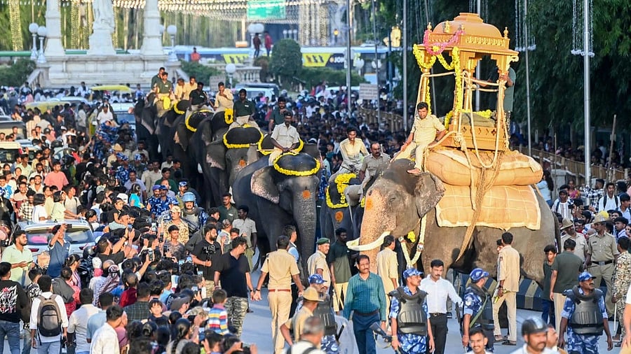 <div class="paragraphs"><p>People gather on Albert Victor Road to watch Abhimanyu carrying the wooden howdah, as part of the weight training for Mysuru Dasara Jamboo Savari procession, on Monday.</p></div>