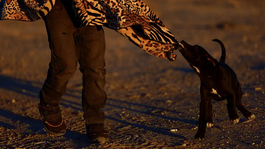 <div class="paragraphs"><p>Representational image of dog attack</p></div>