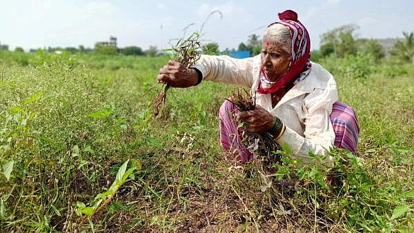 <div class="paragraphs"><p>A farmer harvests damaged soybean crops at Kalamb village in Pune district. (Representative image)</p></div>
