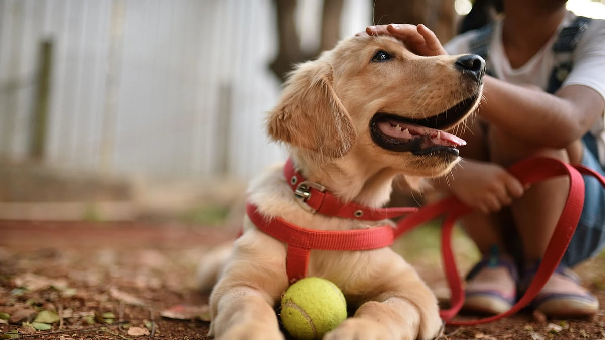 Bengaluru Man Assaults Neighbor's Dog After Barking Incident, Faces Legal Action