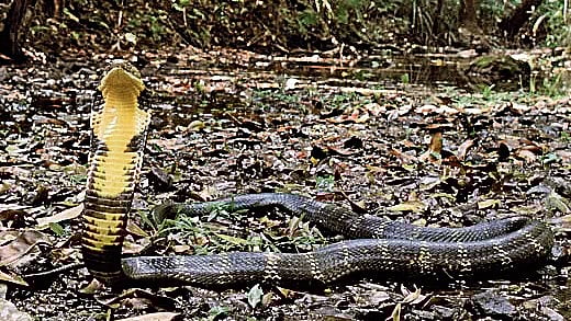 <div class="paragraphs"><p>Image of a King Cobra.</p></div>