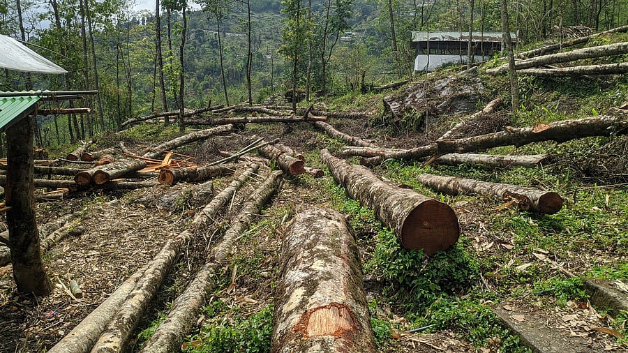 <div class="paragraphs"><p>A representative image of trees cut off.</p></div>