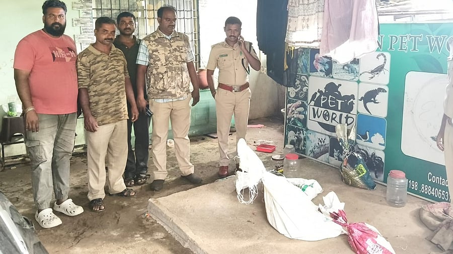 <div class="paragraphs"><p>Forest department with the rescued pythons.</p></div>