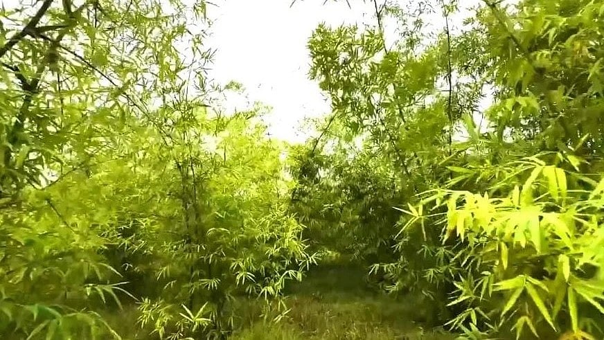 <div class="paragraphs"><p>In about four years since then, 25 acres of arid desert land in the village has been turned into a greenery.</p></div>