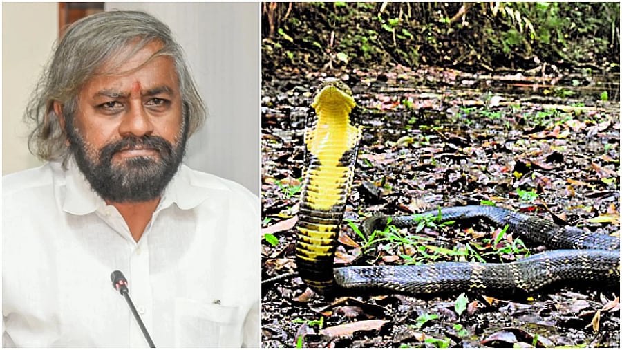 <div class="paragraphs"><p>Karnataka Forest Minister Eshwar Khandre and file image of a King Cobra.</p></div>
