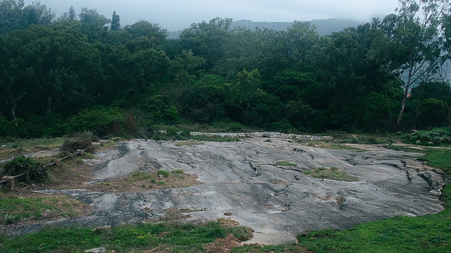 <div class="paragraphs"><p>A forest land. (Representative Image)</p></div>