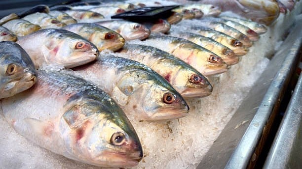 <div class="paragraphs"><p>Representative image of hilsa fish.</p></div>