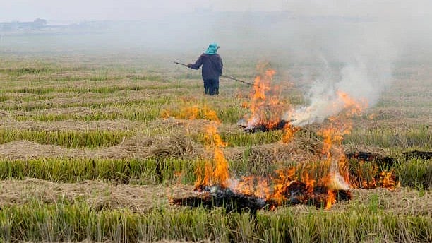 <div class="paragraphs"><p>Representative image of stubble burning.</p></div>