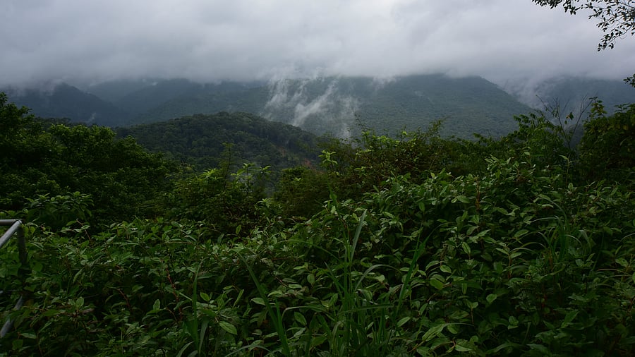 <div class="paragraphs"><p>Western Ghats&nbsp;</p></div>