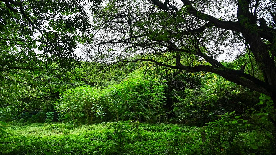 <div class="paragraphs"><p>The 8.61-acre Bangalore Cantonment Railway Colony green zone has 368 trees spanning about 44 species. </p></div>